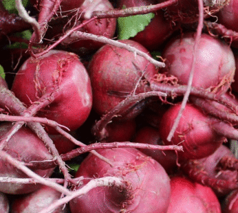 Beet – Red Early Wonder