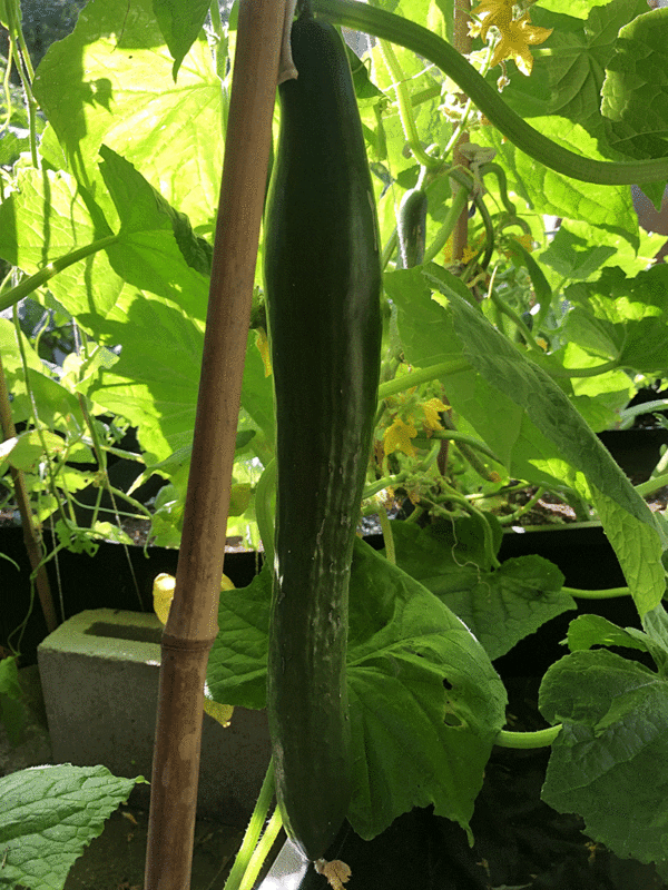 teelgraph english cucumber