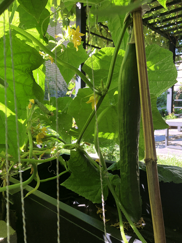 teelgraph english cucumber