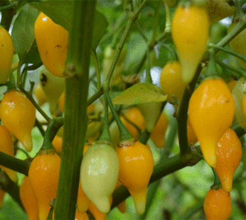 Hot Pepper – Biquinho Yellow