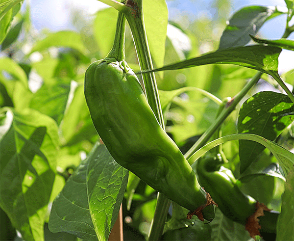 hot pepper california anaheim