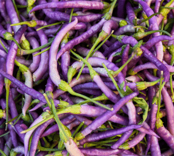 Hot Pepper – Cayenne Purple