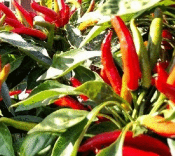 Hot Pepper – Poinsettia red