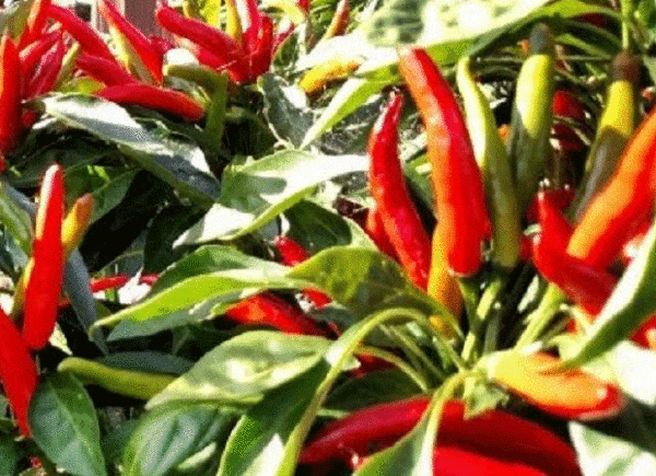 hot pepper poinsettia red