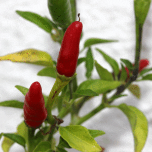 hot pepper thai ornemental
