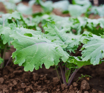 Kale – Red Russian