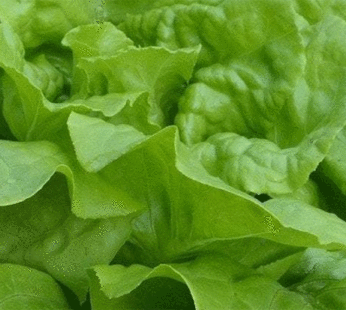 Lettuce – Batavia Arianna