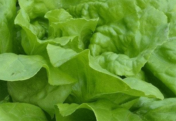 lettuce arianna batavia