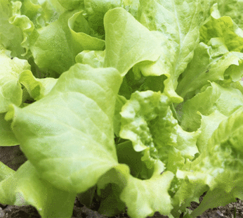 Lettuce – Black Seeded Simpson