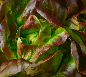 Lettuce – Merveille des quatre saisons