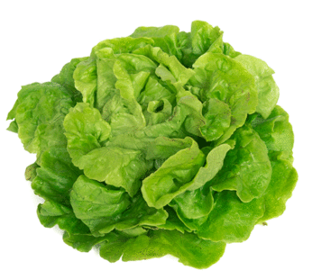 Lettuce – Tom Thumb