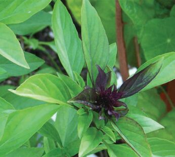 Basil – Licorice
