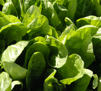 Spinach – Nobel Giant