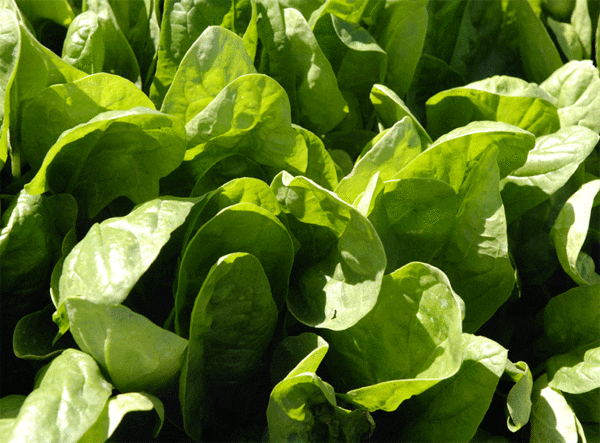 nobel giant spinach