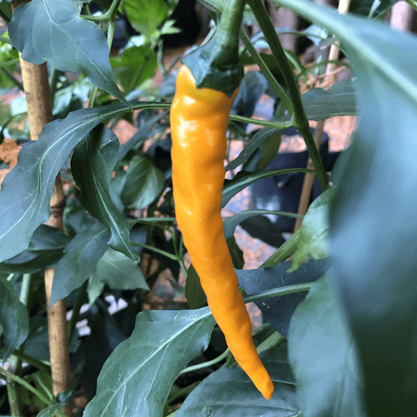 orange cayenne pepper