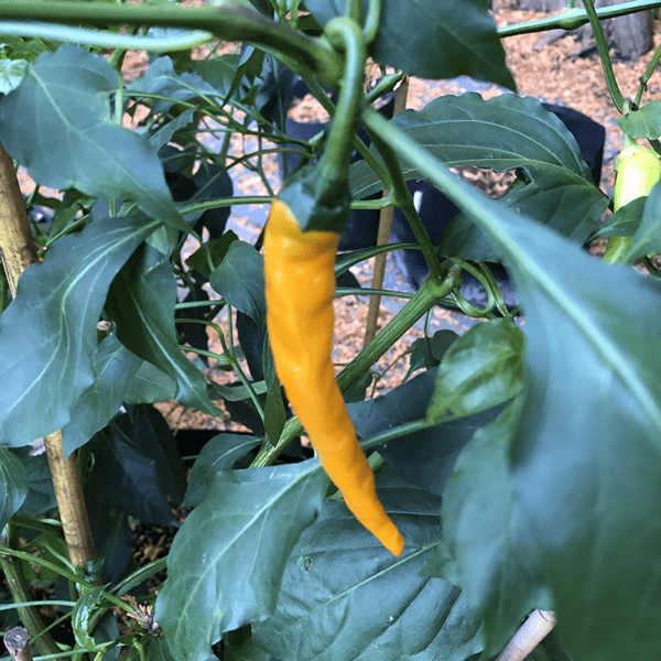 orange cayenne pepper