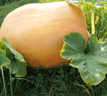 Pumpkin – Atlantic Giant