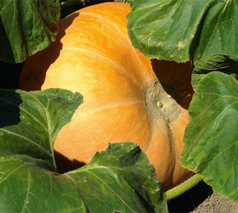 Pumpkin – Big Max