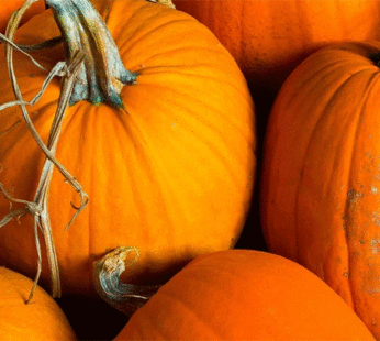 Pumpkin – Jack’O Lantern