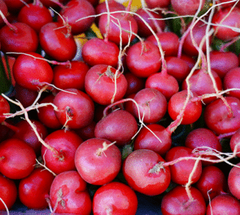 Radish – Red Cherry Belle