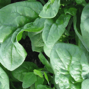 spinach bloomsdale
