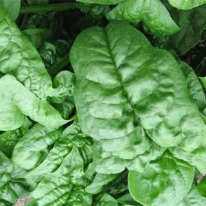 spinach nobel giant