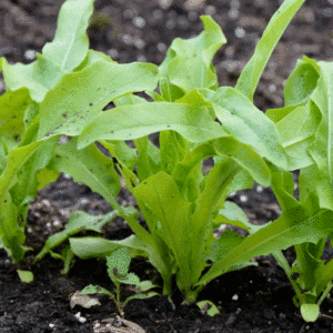 taiwan lettuce
