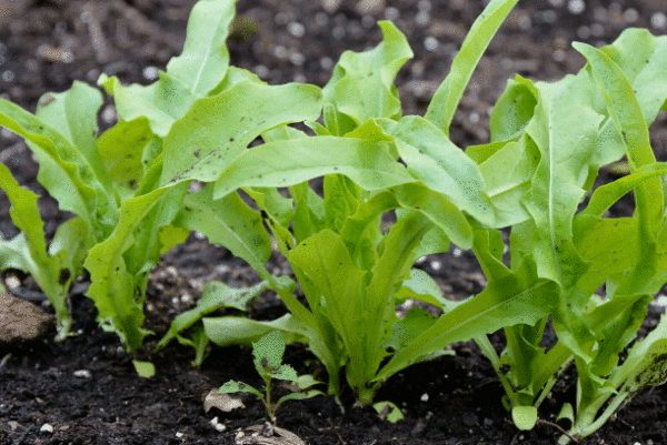 taiwan lettuce