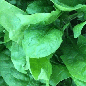 viroflay spinach