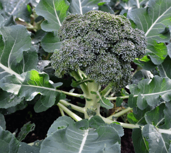 Broccoli – Waltham 29