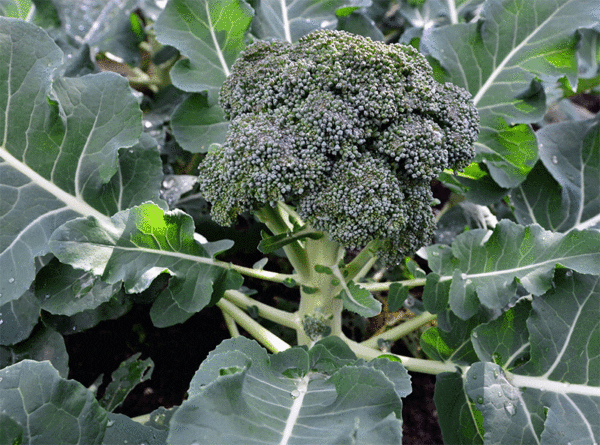 waltham 29 broccoli
