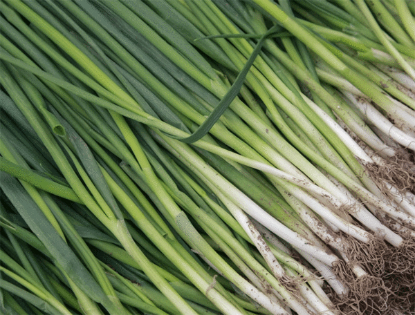 white onion lisbon