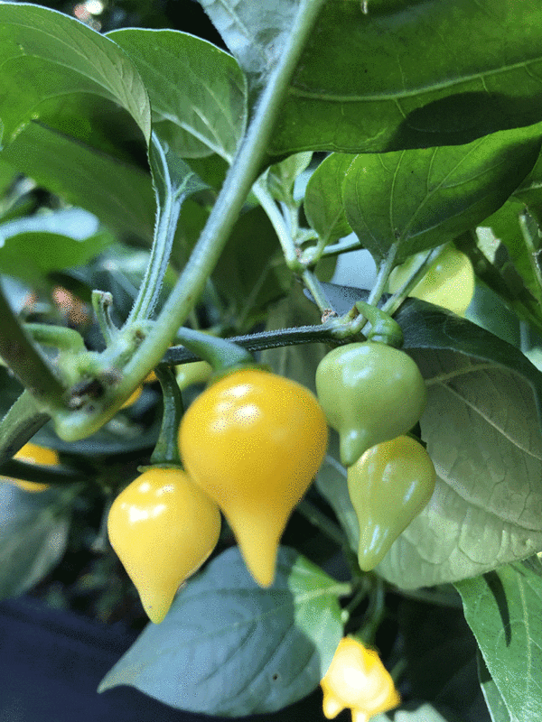 yellow biquinho pepper