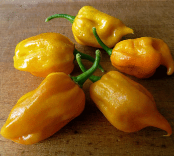 Hot Pepper – Habanero Yellow
