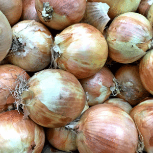 yellow spanish onion