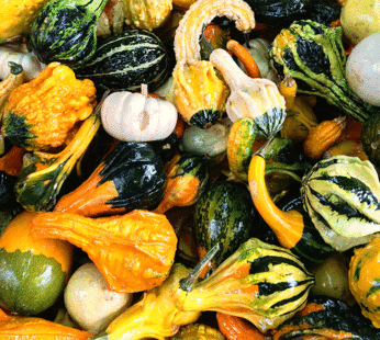 Squash – Decorative Gourd Mix