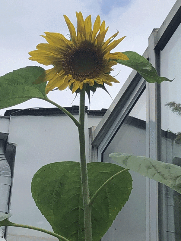 giant grey striped mammoth sunflower