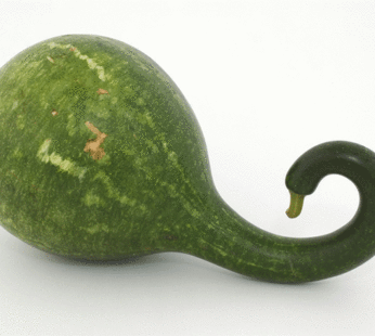 Squash – Speckled Swan Gourd