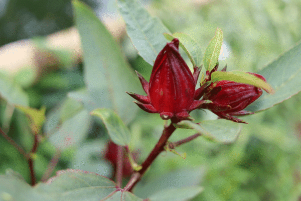 hibiscus roselle