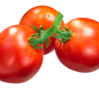 Tomato – Marglobe Improved