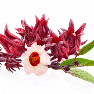 roselle hibiscus