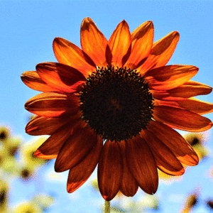 sunflower autumn beauty