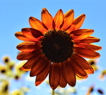 Sunflower – Autumn Beauty
