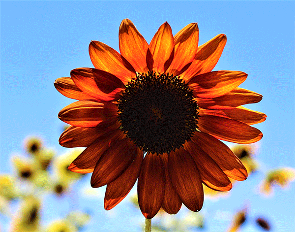 sunflower autumn beauty