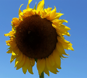 Sunflower – Black Russian