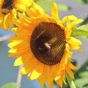 sunflower sunspot