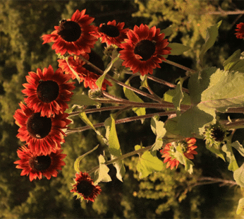 Sunflower – Evening Sun
