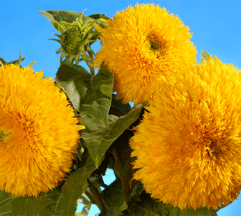 Sunflower – Giant Teddy Bear
