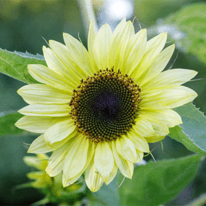 sunflower lemon queen