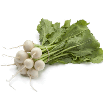 Turnip – White Egg